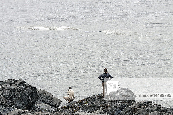 Zuschauer fotografieren Beluga-Wale beim Auftauchen im Turnagain Arm  Beluga Point  Süd-Zentral-Alaska  Sommer
