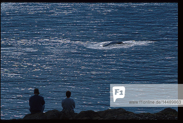 People Watching Beluga Whales in Cook Inlet SC AK Summer Scenic
