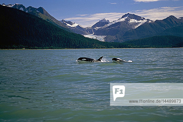 Paar Orcas schwimmend im Lynn-Kanal mit Küstengebirge AK Sommer SE Eagle Glacier