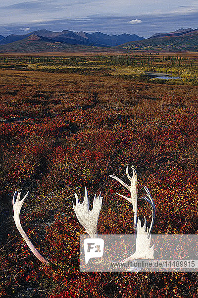 Karibu-Schädel und Geweih in der arktischen Tundra Kobuk Valley National Park Alaska Herbst