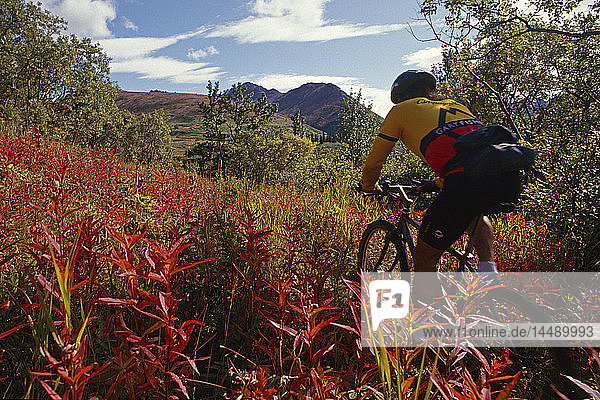 Mtn Biker auf Herbst Spur Anchorage Southcentral AK Herbst landschaftlich
