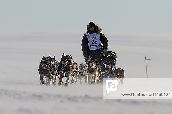 Richie Diehl läuft auf dem Trail ein paar Meilen vor Nome bei 30 mph Wind  2013 Iditarod  Arctic Alaska
