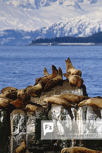 Stellar Sea Lion Rookery bei *The Needle* SC Alaska/nPrince William Sound