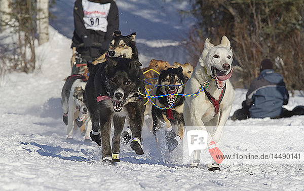Musher Trent Herbst´s team leads the way at the Willow restart of the 2010 Iditarod Sled Dog Race  Southcentral Alaska  Winter