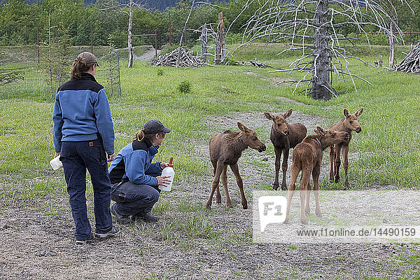 Elchkälber in Gefangenschaft werden von Praktikanten im Alaska Wildlife Conservation Center mit der Flasche gefüttert  Southcentral  Frühjahr