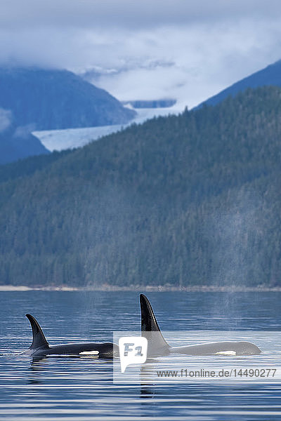 KOMPOSITUM: Orca-Wale tauchen in der Favorite Passage mit dem Eagle Glacier und den Küstenbergen dahinter auf  Tongass National Forest  Inside Passage  Alaska