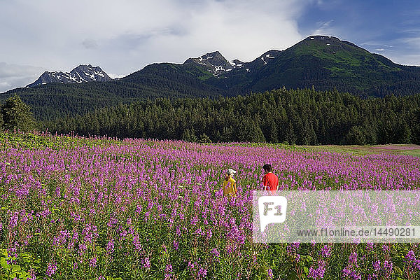 Couple hiking among Fireweed Admiralty Is Tongass National Forest Southeast Alaska Summer