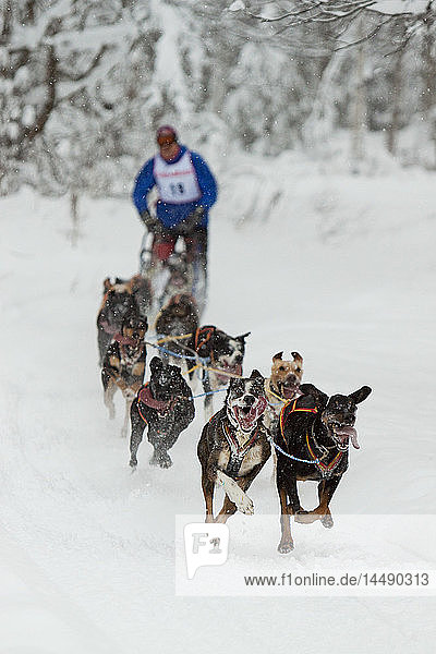 Dog musher running in ExxonMobil Open Sled Dog Race along Tozier Track in Anchorage,  Southcentral Alaska