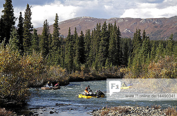 Gruppen-Packwagen auf dem Sanctuary River im Denali-Nationalpark  Innenalaska  Herbst