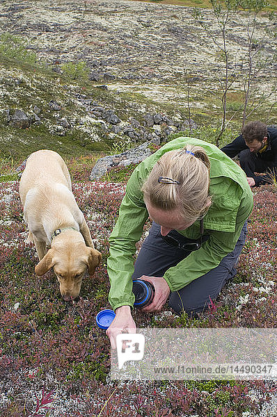 Wanderer mit ihrem Hund beim Blaubeerpflücken  Wolverine Peak Trail  Prospect Heights Trailhead area  Chugach Mountains  Spätsommer  Southcentral  Alaska