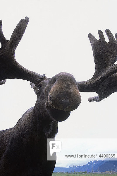 KAPITEL: Niedriger Blickwinkel auf einen Elchbullen im Alaska Wildlife Conservation Center KAPITEL