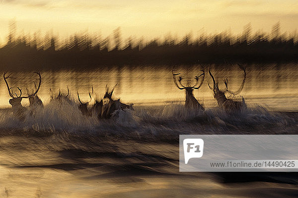 Karibuherde  die bei Sonnenuntergang über den Kobuk-Fluss läuft Unscharf Arktis Alaska Kobuk Valley National Park Herbst