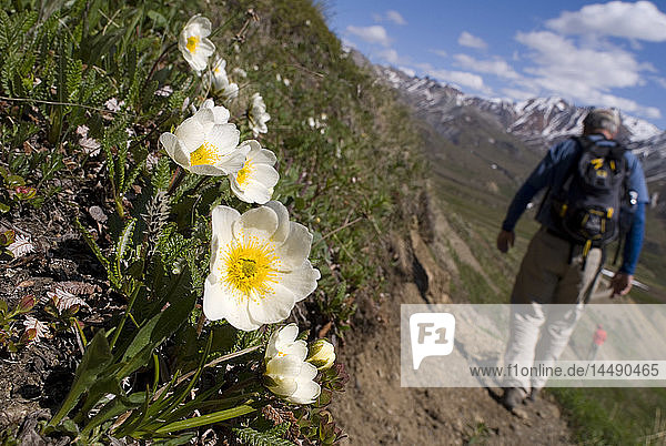 Hiker walks past Mountain Avens blooming on a hillside at Denali National Park. Spring in Interior Alaska.