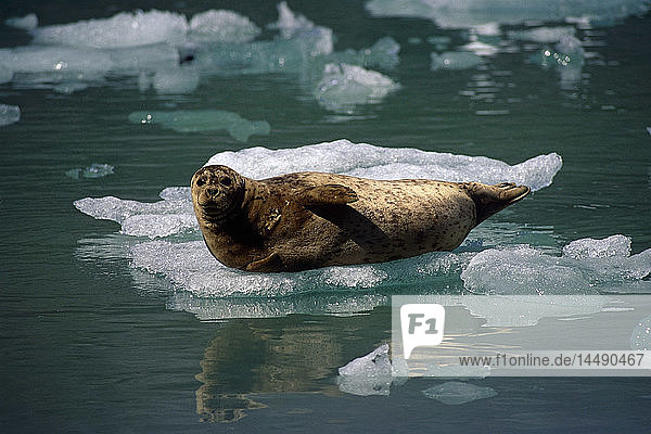 Harbor Seal auf Eis Tracy Arm Fords Terror Wilderness AK Sommer landschaftlich SE