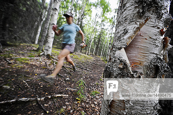 Woman jogging on a trail through a birch forest  Alaska