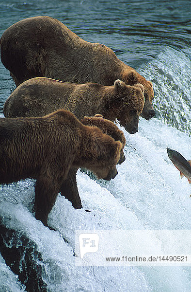 Grizzlybären Brooks Falls Katmai Natl Park Angeln AK Südwesten Sommer Scenic