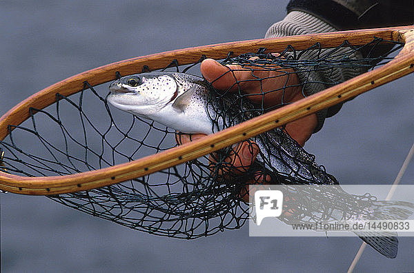 Fischer hält Regenbogenforelle im Netz