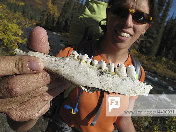 Rucksacktouristin zeigt den Kieferknochen eines verwitterten Tieres bei einer Wanderung zum Sanctuary River im Denali-Nationalpark  Inner-Alaska  Herbst