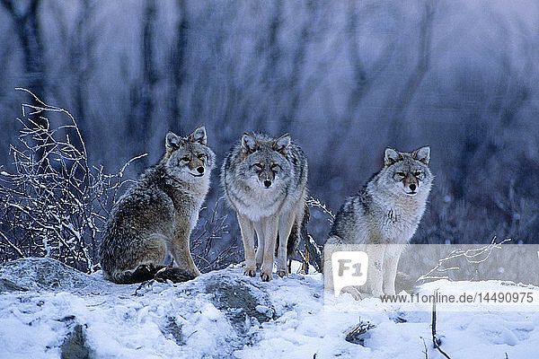 Gruppe von Kojoten gemeinsam auf einem schneebedeckten Bergrücken Gefangenschaft Alaska Wildlife Conservation Center Gefangenschaft