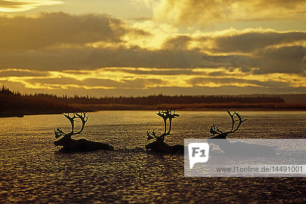 Karibu-Bullen schwimmen bei Sonnenuntergang über den Kobuk-Fluss Arctic Alaska Autumn Kobuk Valley National Park