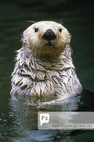 Close up Portrait of Sea Otter Captive