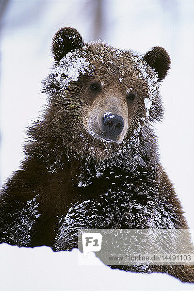 Stehender Grizzlybär mit schneebedecktem Gesicht im Alaska Wildlife Conservation Center in Alaska im Frühling