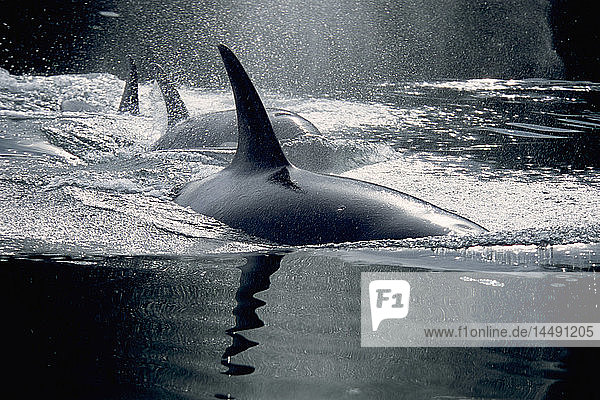 Nahaufnahme der Orca-Familie Inside Passage SE AK Sommer