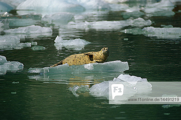 Harbor Seal auf Eis Tracy Arm Fords Terror Wilderness AK Sommer landschaftlich SE