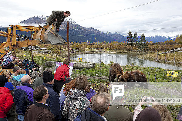 Mike Miller Owner of the Alaska Wildlife Conservation Center leans over his front loader after feeding a road killed moose to the Brown bears while tourists watch Southcentral Alaska