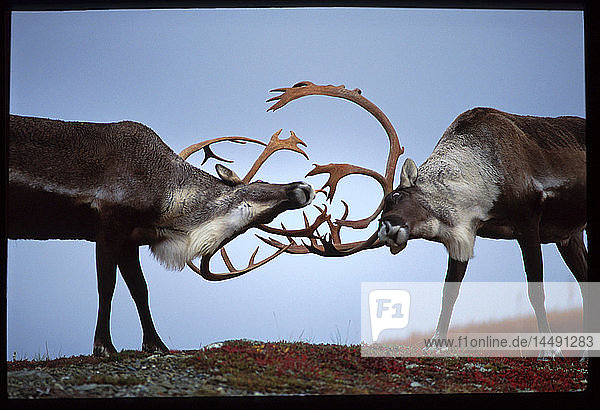 Caribou clashing Geweihe Denali Natl Park Interior AK Herbst landschaftlich