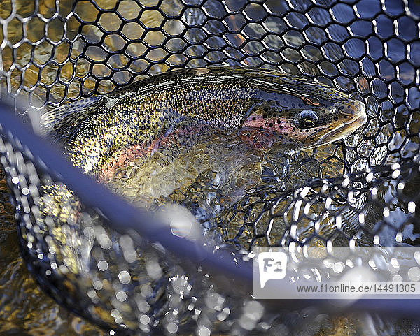Nahaufnahme einer Regenbogenforelle in einem Netz  das im Deep Creek gefischt wurde  Kenai-Halbinsel  Süd-Zentral-Alaska  Herbst
