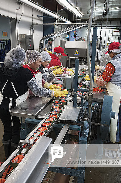 Workers fill or remove salmon from cans to the correct weight  also known as patching  Naknek  Bristol Bay  Southwest Alaska