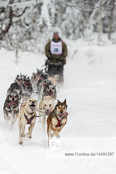 Hundeschlittenführer beim ExxonMobil Open Sled Dog Race auf dem Tozier Track in Anchorage  Süd-Zentral-Alaska