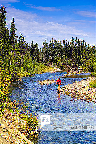Man fly fishing for grayling  Jack Creek  Wrangell Saint Elias National Park  Southcentral Alaska  summer