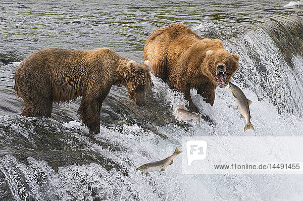 Drei Sockeye-Lachse springen vor zwei erwachsenen Braunbären  die an der Spitze der Brooks Falls stehen  Katmai National Park  Südwest-Alaska  Sommer