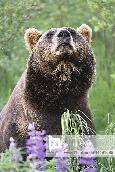 KAPITEL: Braunbär inmitten von Lupinen-Wildblumen im Alaska Wildlife Conservation Center im Sommer in Süd-Zentral-Alaska KAPITEL