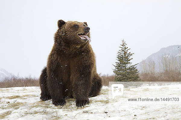 Braunbär sitzend im Schnee  Alaska Wildlife Conservation Center  Southcentral  Winter  CAPTIVE