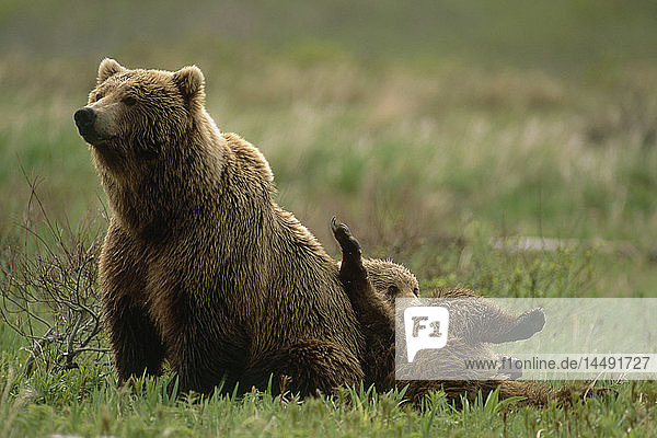 Grizzly-Mutter und Jungtier McNeil River Game Sanctuary AK