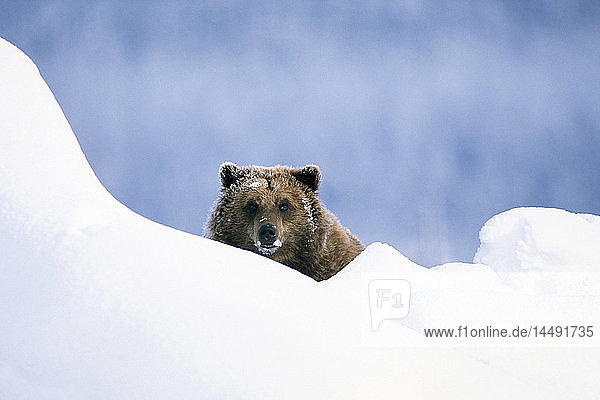 Grizzlybär beim Blick über eine Schneewehe im Alaska Wildlife Conservation Center in der Nähe von Portage in Süd-Zentral-Alaska Frühling