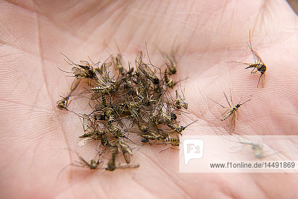 Nahaufnahme einer Handvoll Stechmücken in der Hand eines Mannes  Alaska