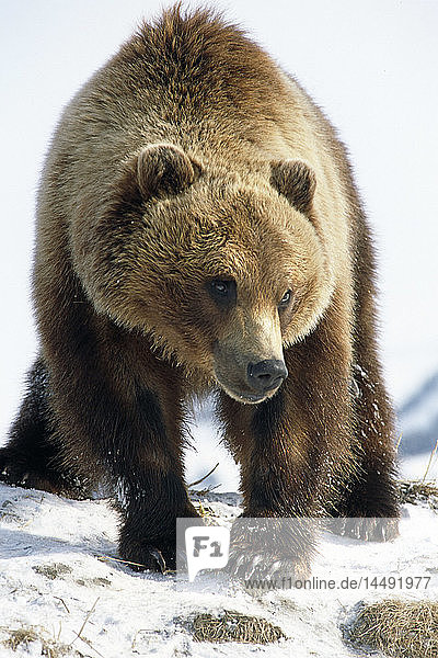 Ausgewachsener Braunbär im Schnee stehend SC AK Captive Fall/nBig Game Alaska