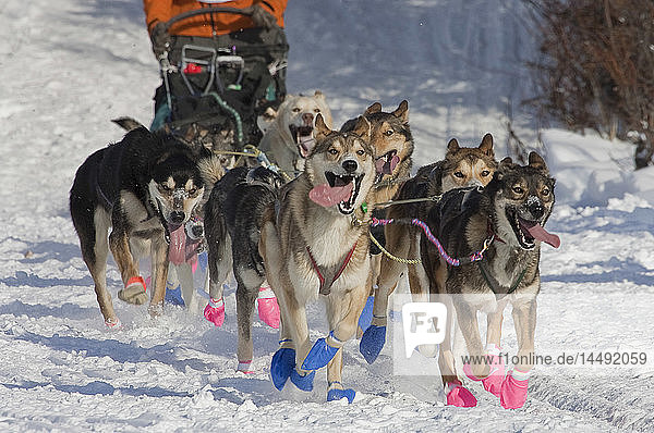 William Pinkham´s team leaving the re-start of the 2010 Iditarod Sled Dog Race in Willow  Southcentral Alaska