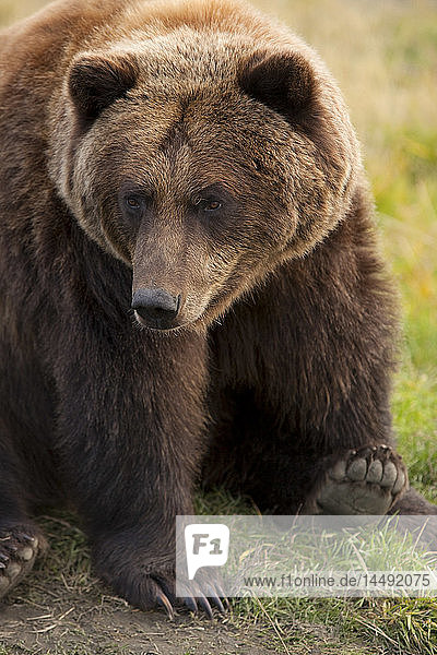 CAPTIVE: Ein großer Braunbär sitzt bequem auf dem Boden im Alaska Wildlife Conservation Center in Süd-Zentral-Alaska