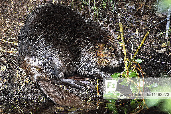 Biber bei der Nahrungssuche in der Westchester Lagoon in Anchorage im Sommer in Süd-Zentral-Alaska.