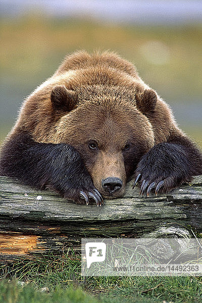 CAPTIVE Braunbär ruht mit ausgestreckten Vorderbeinen auf einem Baumstamm im Alaska Wildlife Conservation Center  Alaska CAPTIVE
