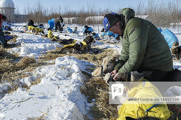 Mats Pettersson boots his dogs in the morning at the Galena checkpoint during Iditarod 2015