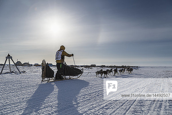 Alan Stevens on the trail a few miles from the finish line in Nome during Iditarod 2015