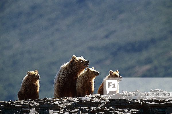 Braunbärenfamilie in der Nähe des Katmai-Küstengebiets in Alaska