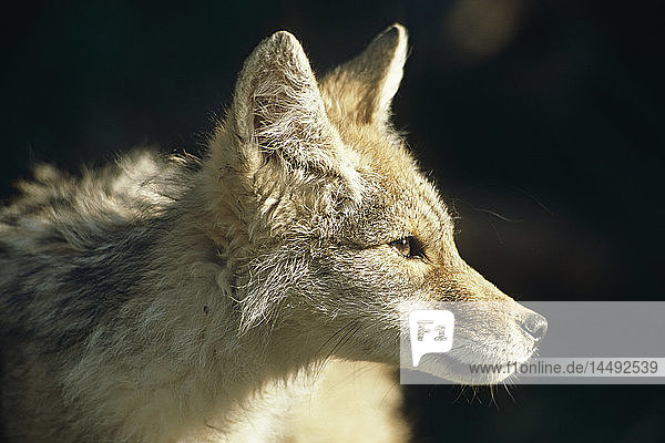 Profil von Coyote SC Alaska Summer