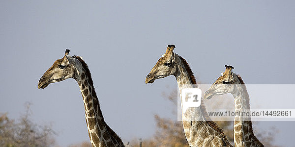 Three Giraffes (Giraffa camelopardalis)